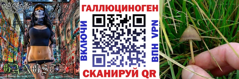 закладки  Краснообск  Псилоцибиновые грибы Cubensis 